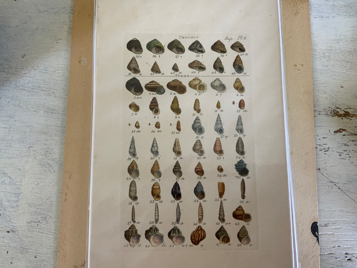 Antique Hand Painted Shell Print Trochus
