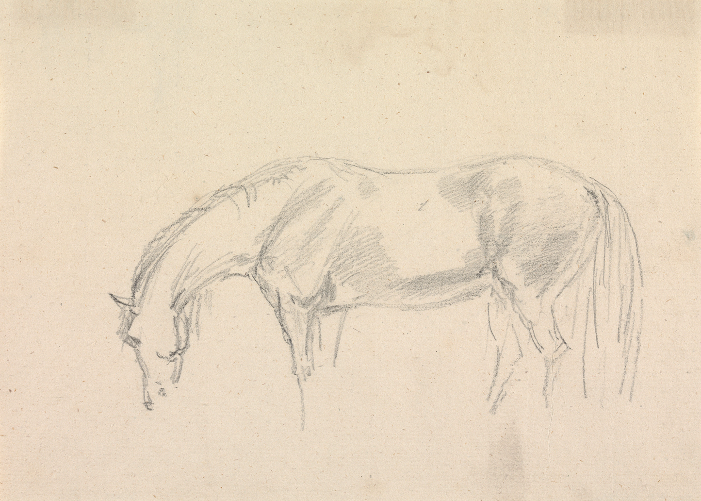 A Horse Grazing Sketch Antique Art Print