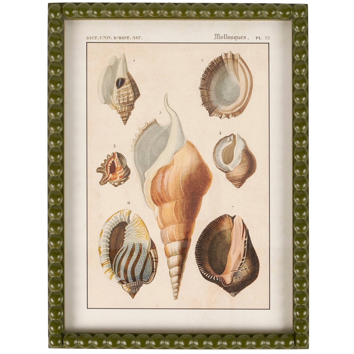 Shell Study Framed Wall Art