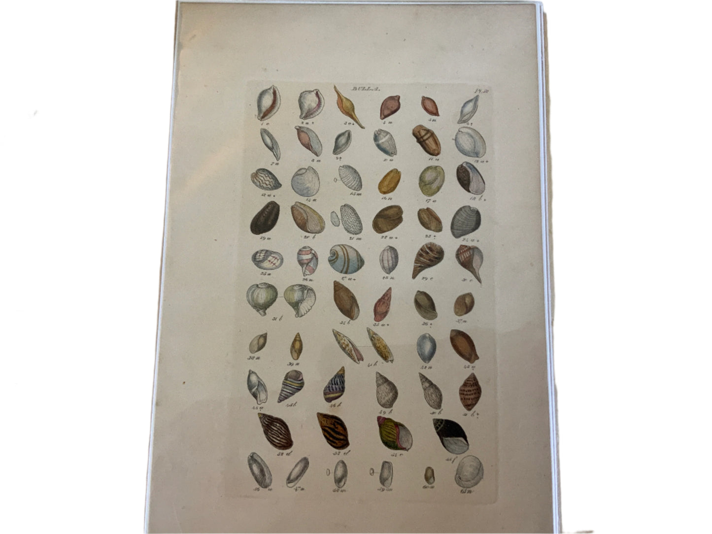 Antique Hand Painted Shell Print Bulla