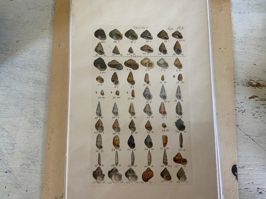 Antique Hand Painted Shell Print Trochus