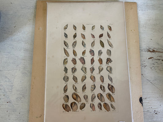 Antique Hand Painted Shell Print Voluta