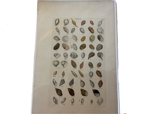 Antique Hand Painted Shell Print Bulla